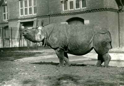 Een Indische Neushoorn in de Dierentuin van Londen, oktober 1922 door Frederick William Bond